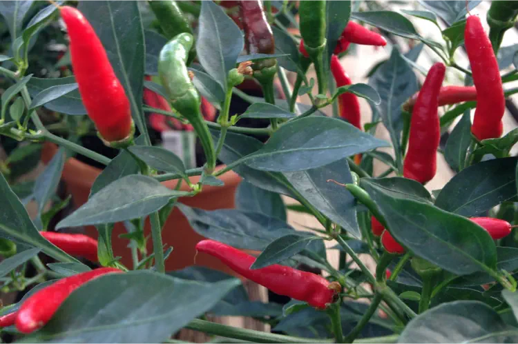 Top Tips for Feeding Chilli Plants